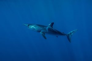 Shortfin Mako Shark