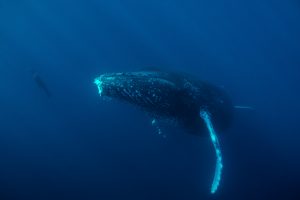 humpback whale and sea lion