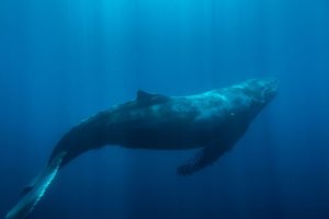 humpback whale3