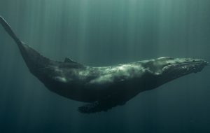 humpback whale4