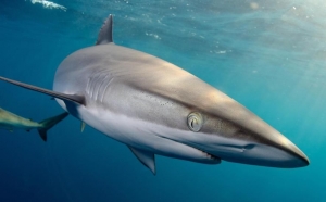 Get close and personal with the Silky Shark