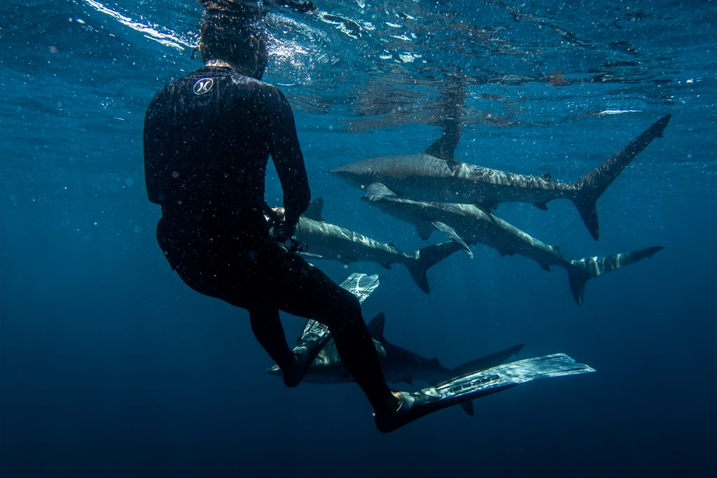 backstroke with sharks