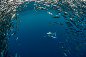 sword fish with thousands of fish beside