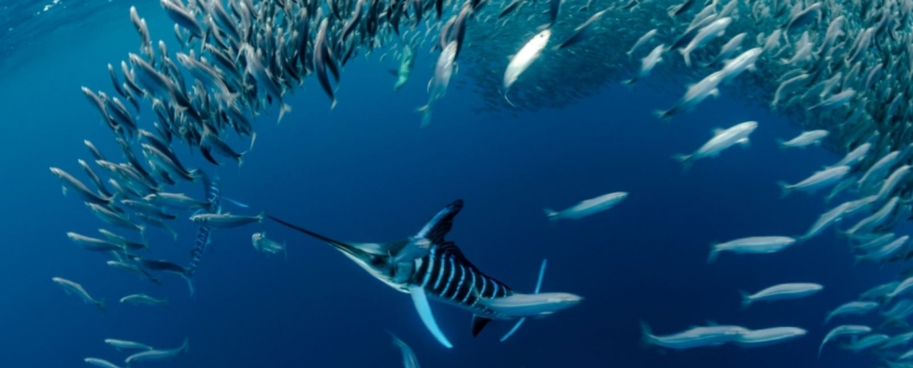 striped marlin in sardine run