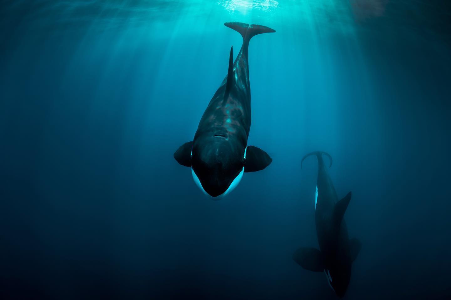 Orcas reign supreme underwater | Baja Shark Experience