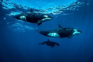 Orcas in Baja