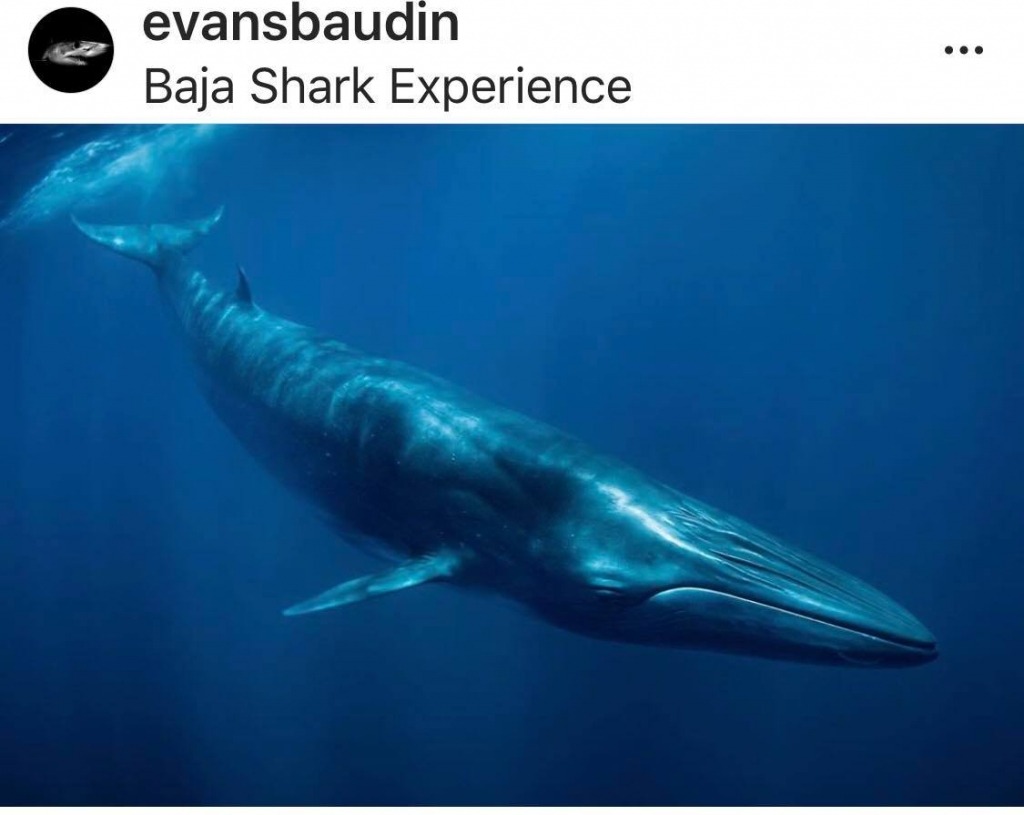 Elusive Bryde Whale in Baja