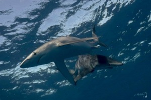 blue sharks in Cabo