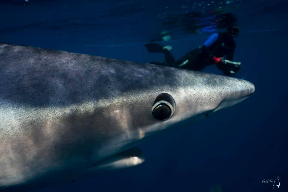 Blue shark in Baja