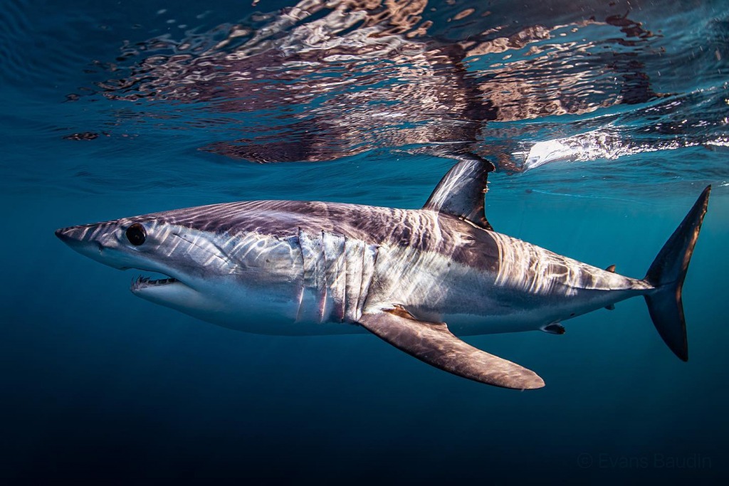 Mako shark in Baja