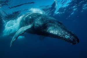 Fascinating behavior of humpback whales