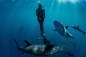 swimming with silky sharks