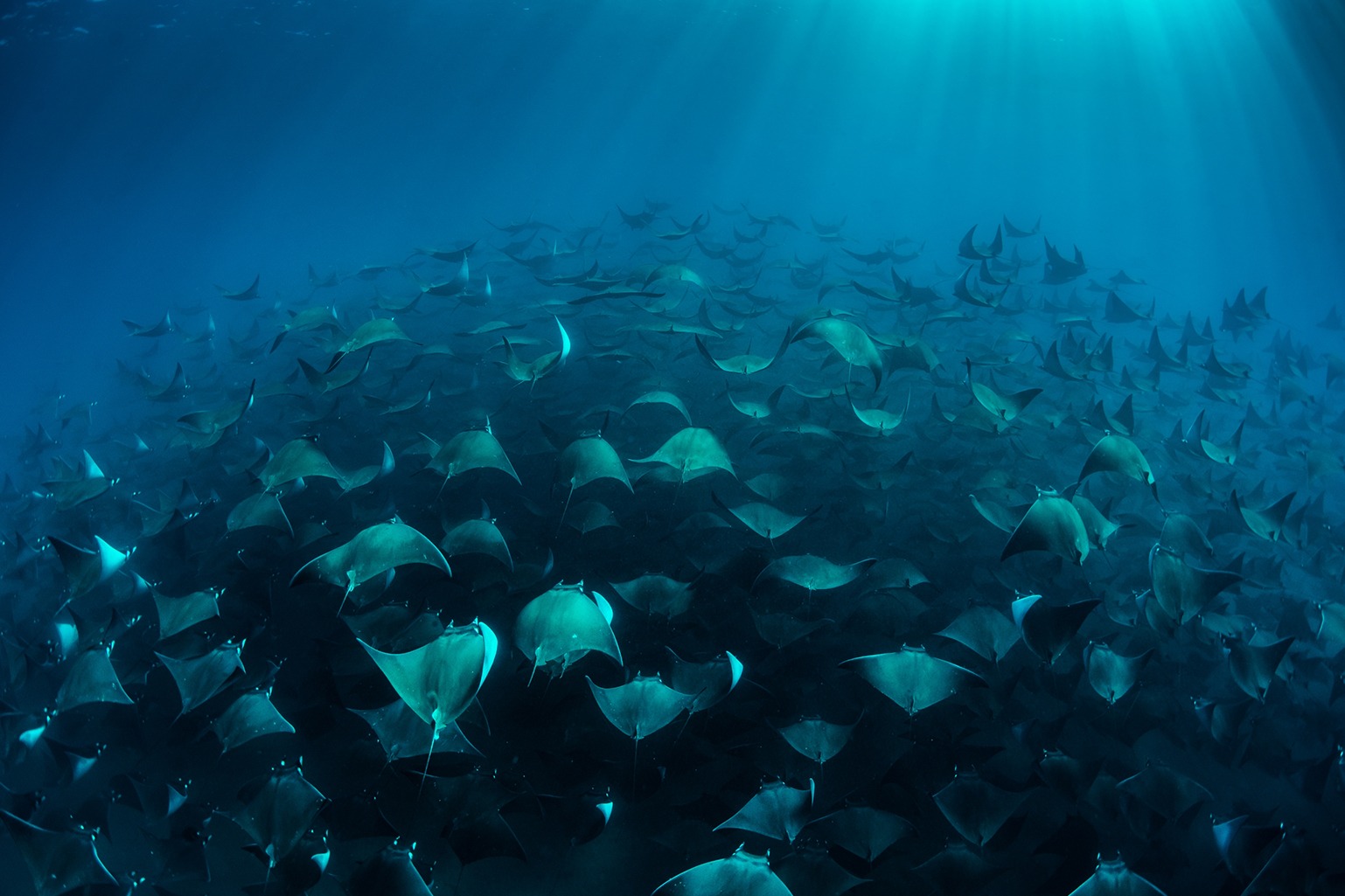 Mobula Rays Migration in Cabo San Lucas