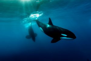Pod of Orcas in Baja California