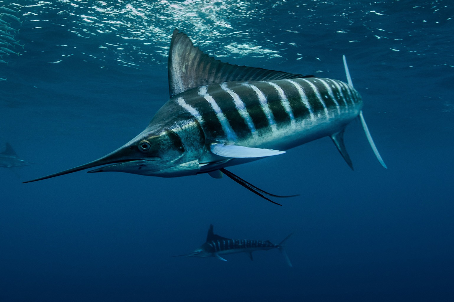 Striped Marlin Baja California