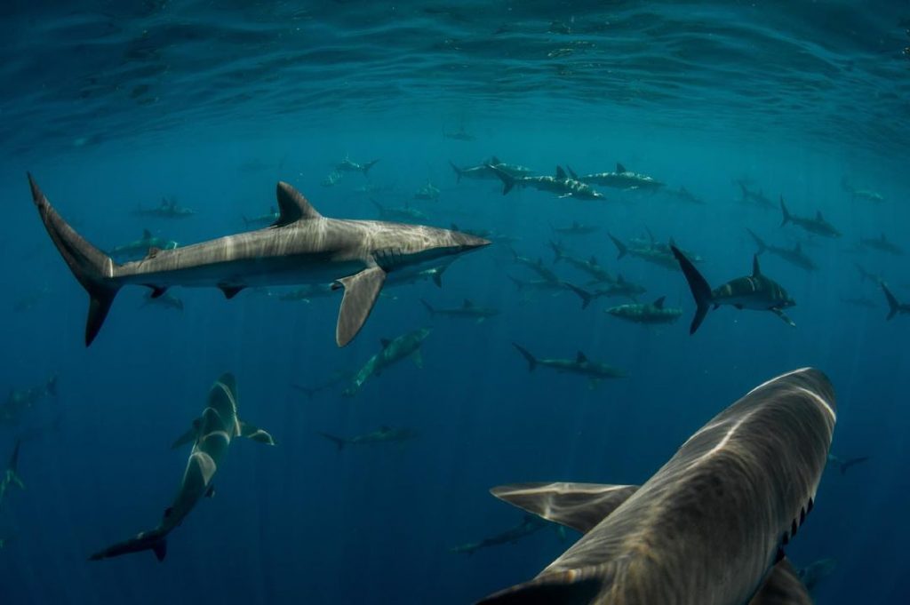 Shark species Cabo San Lucas