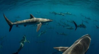 Scalloped Hammerhead Shark – Paul Vukovich