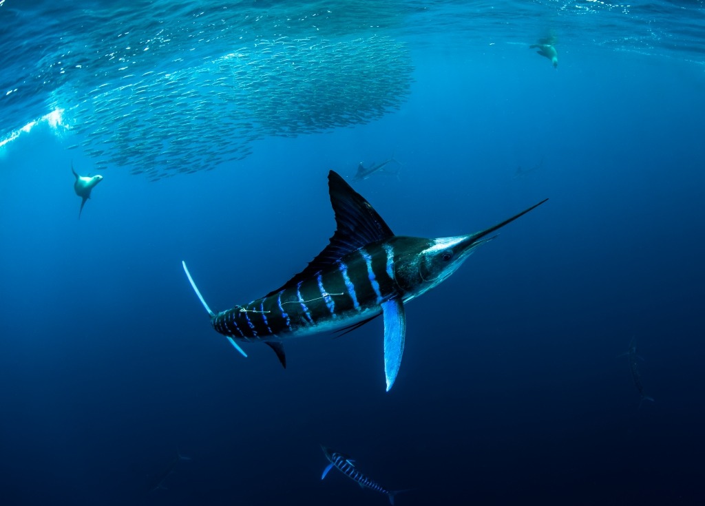Marlin Expedition - Mexican Sardine Run