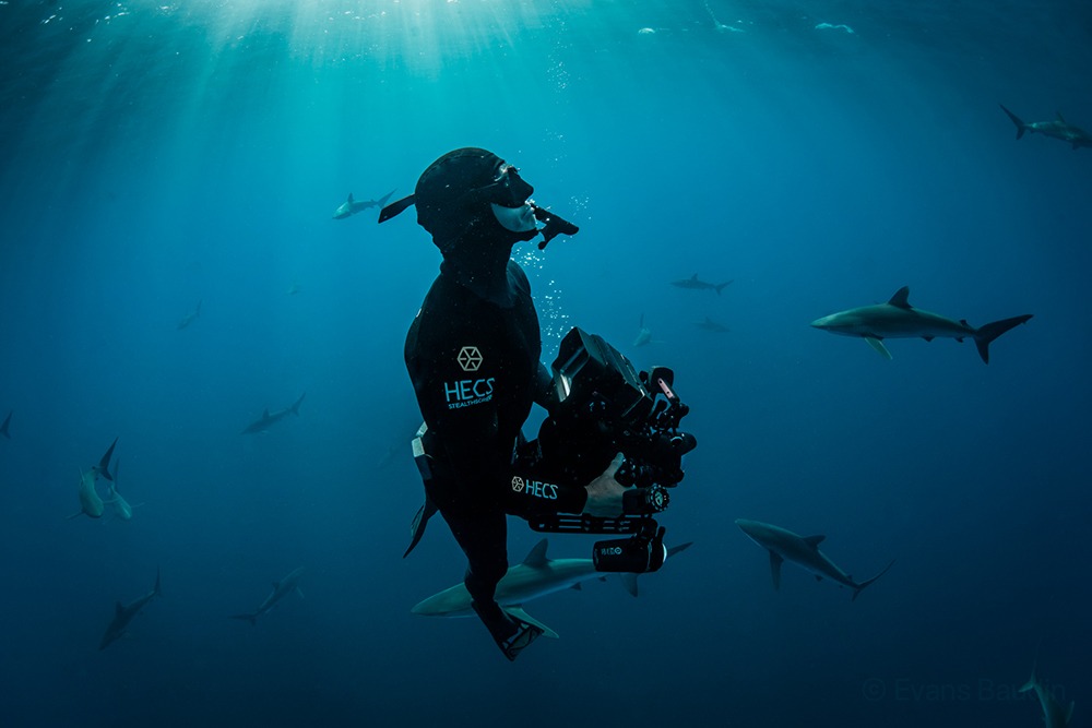 Shark photographer in Cabo