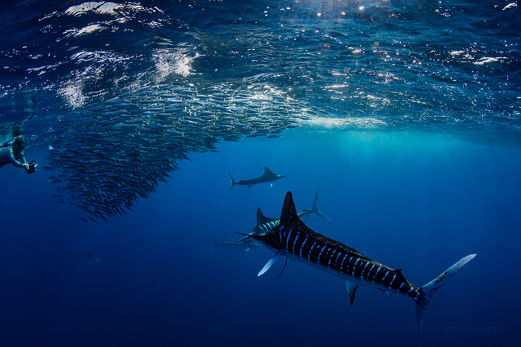 marlin chasing in sardine bait ball