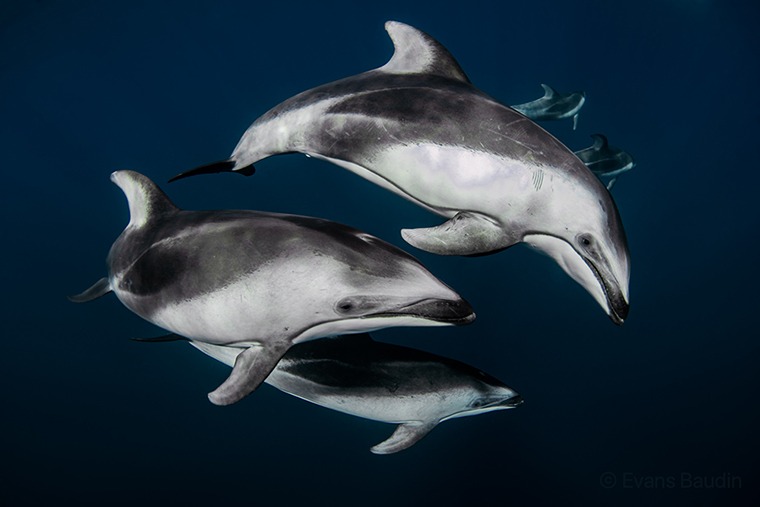 Pacific white sided Dolphin