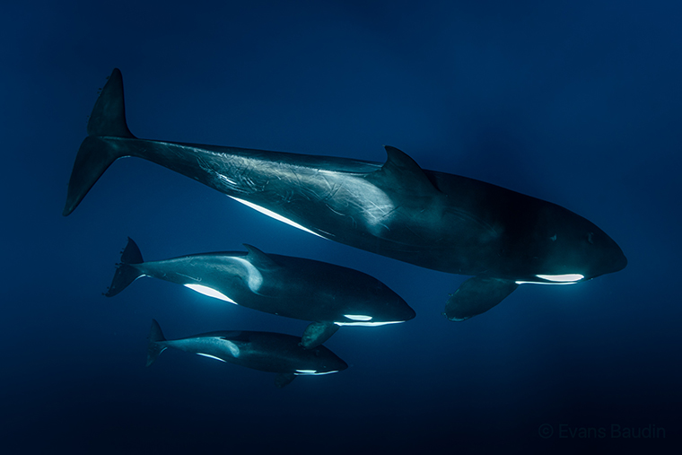 Orcas in Baja California