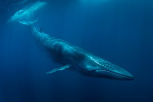 Whale Bahia Magdalena