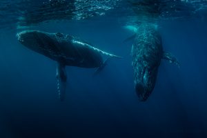 Whale underwater in Mexico