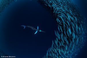 Striped Marlin swimming in Mexico