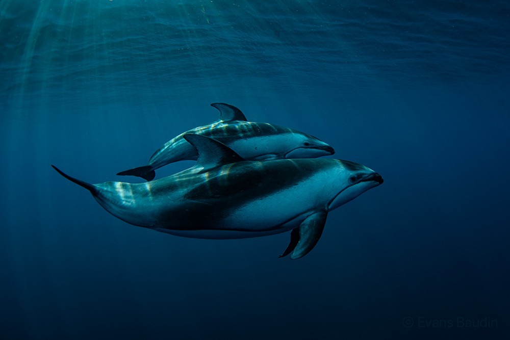 beaked dolphin in Baja California