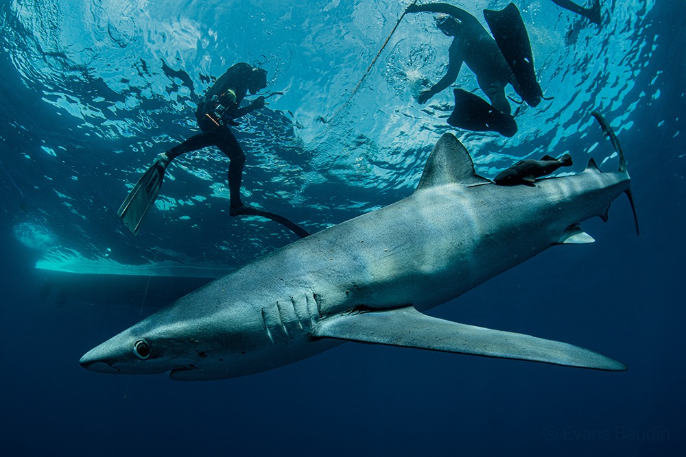 Blue shark in Baja California