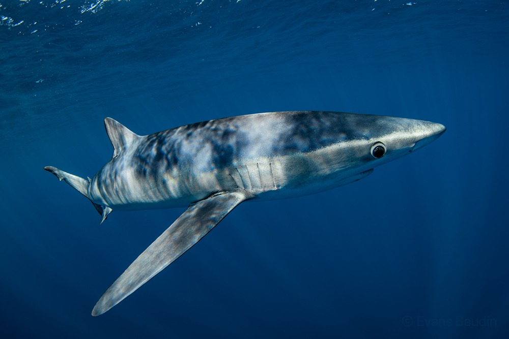 Blue shark photography