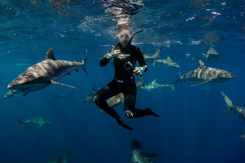 Free diving with school of shark