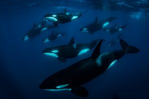 Pod of orcas swimming In Baja Mexico