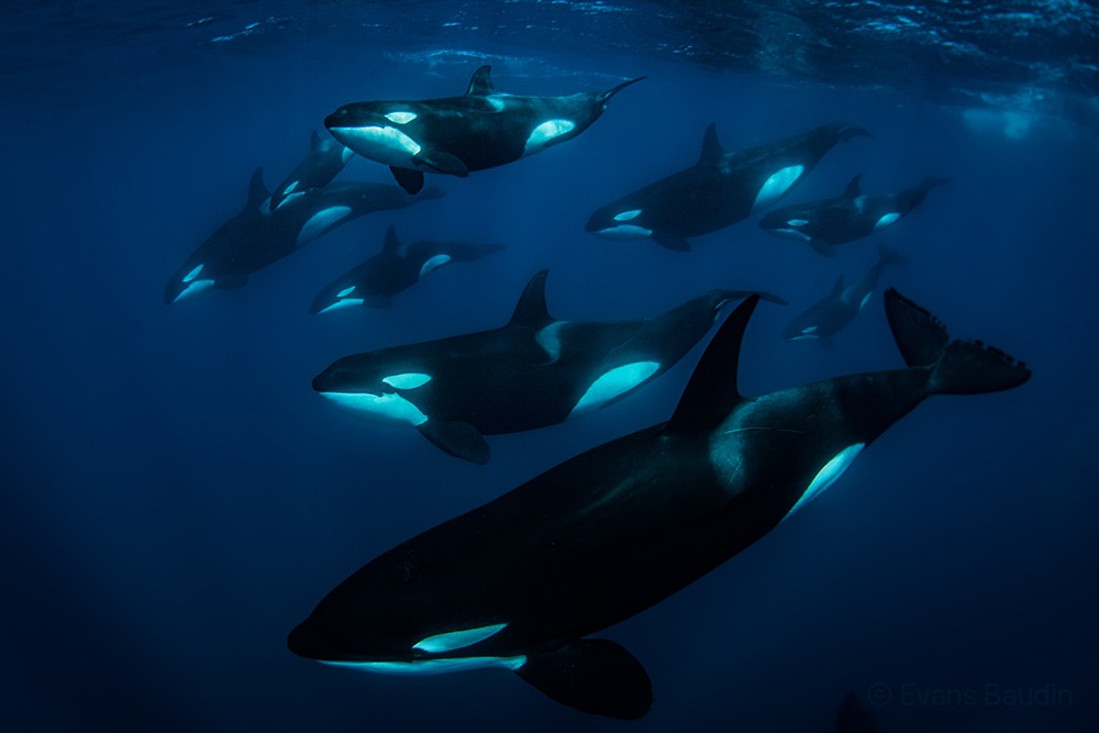 Pod of orcas swimming In Baja Mexico