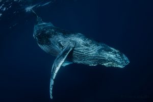 Humpback Whale in Baja California