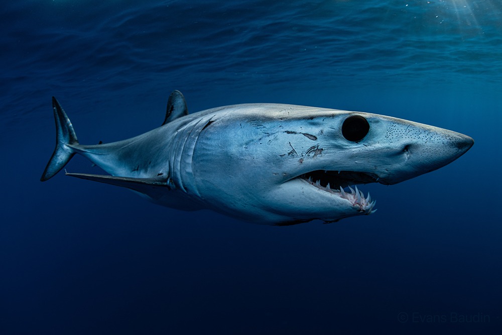 Mako shark encounter