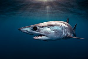 Mako shark closeup photography