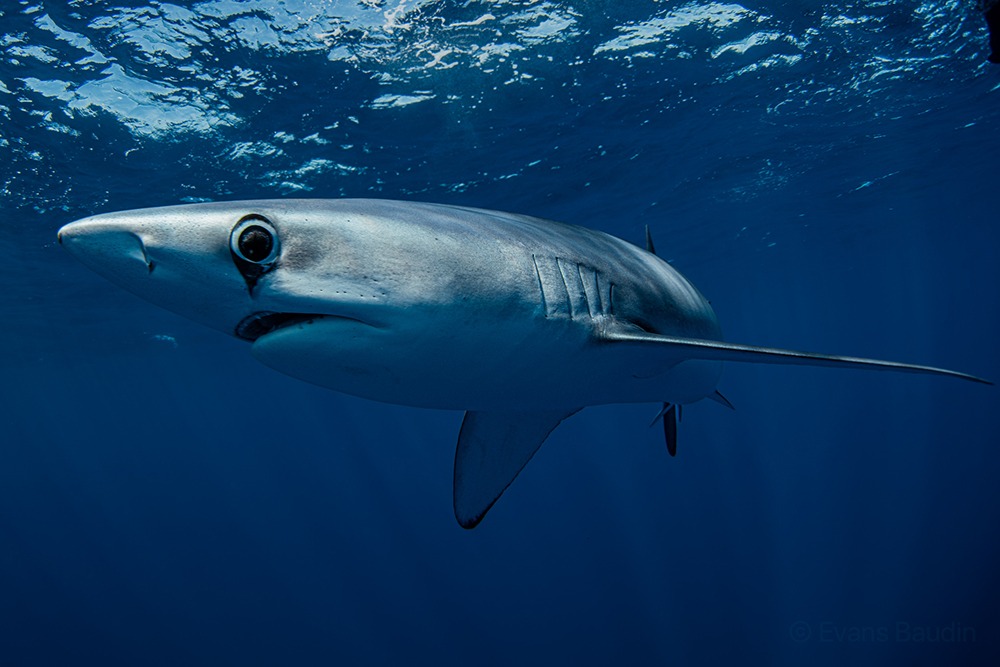 Mako Shark in Cabo San Lucas