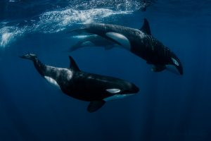 Orca in Baja California