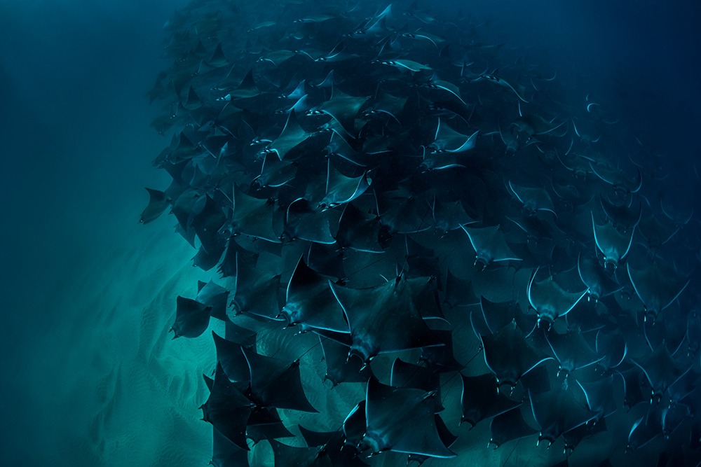 School of rays in Cabo San Lucas