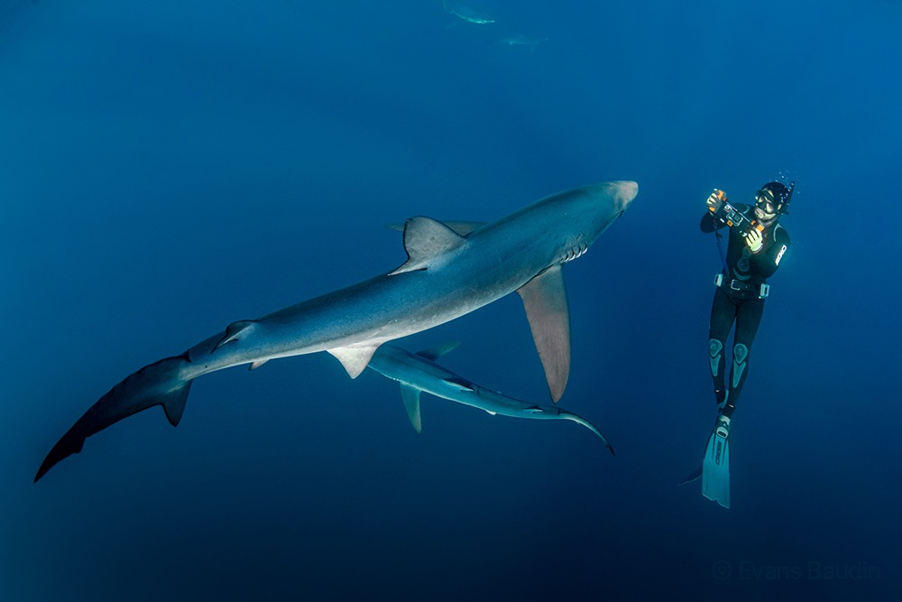 Swim with blue shark