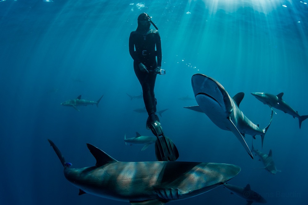 Free diving with shark in Cabo San Lucas