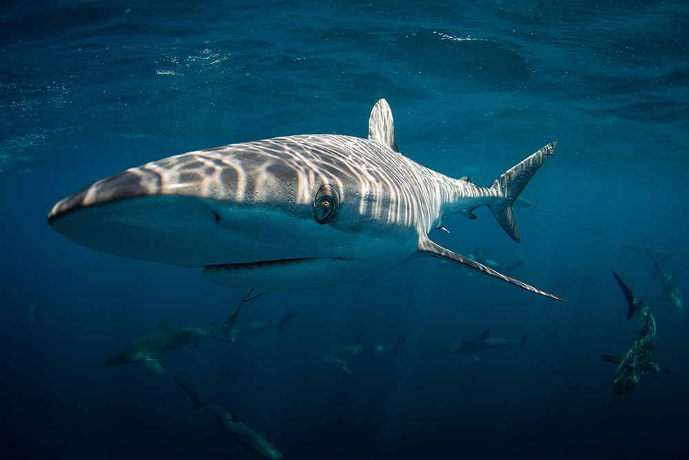 Swim with Silky shark in Cabo San Lucas