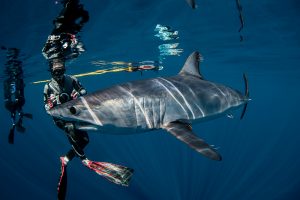 Freediver with Mako shark