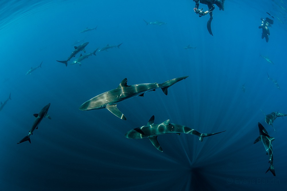 underwater-shark-photographer