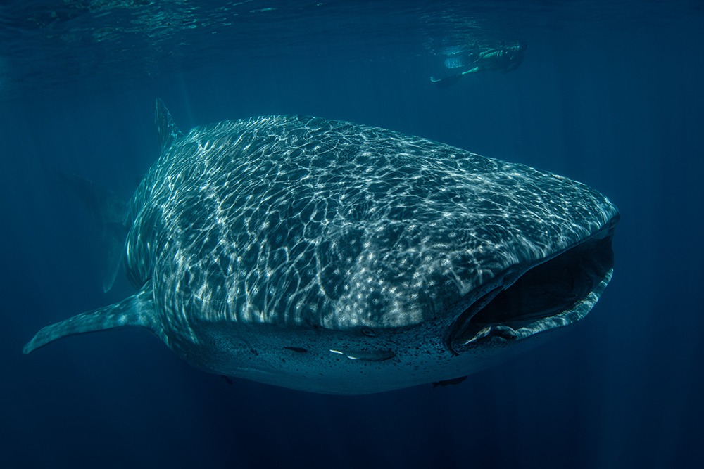 Sea of Cortez : Big Animal Expedition | Baja Shark Experience