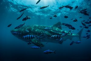 Whale Shark swimming underwater