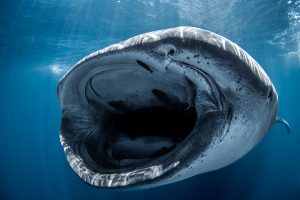 whale shark baja california
