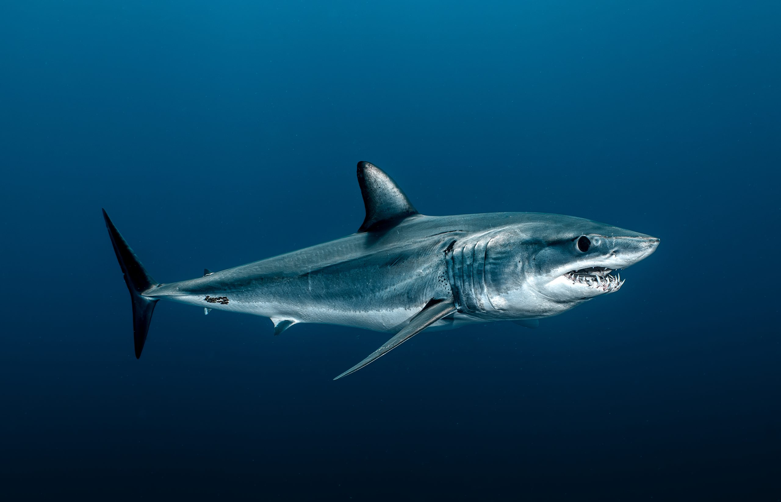 Mako shark cabo san lucas